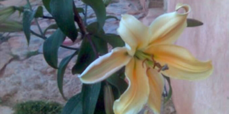 flo_bulbos_amarillos