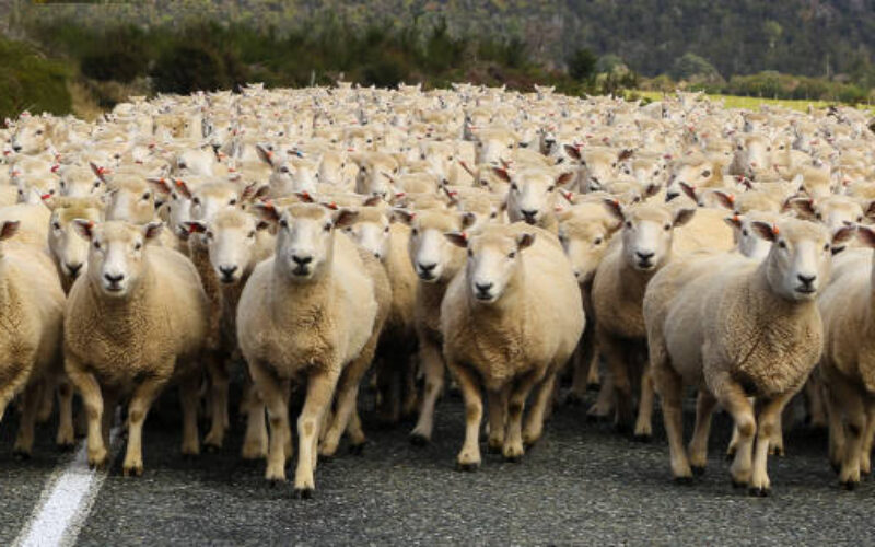 sheep heading down the road in New Zeakabd