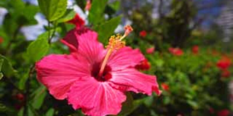 rosa_china